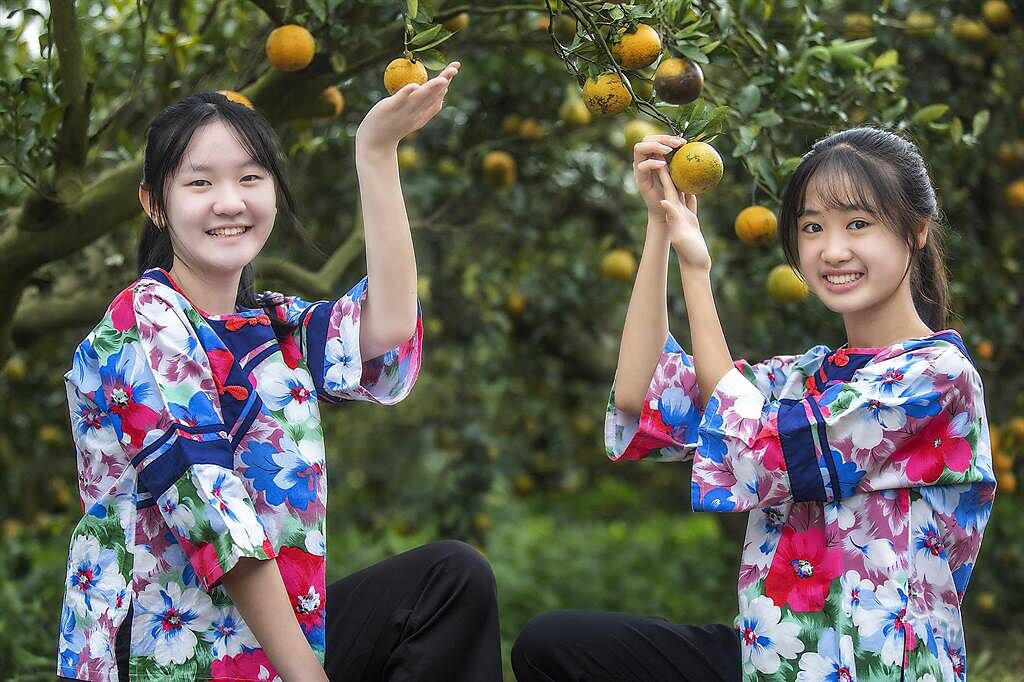 新竹縣「茶園橘鄉農遊軸帶」，目前正產桶柑產季，能採果體驗橘鄉景緻。（羅浚濱攝）