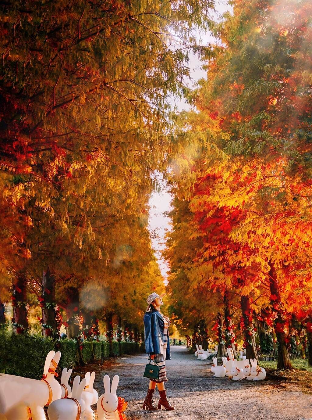 「成美文化園」有彰化最美的落羽松步道，1到2月落羽松轉紅，是最適合觀賞大片橘紅色落羽松美景的時機。(成美文化園提供)