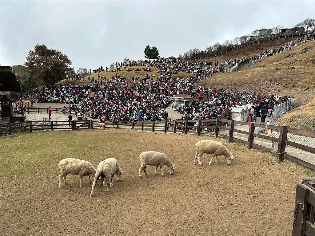 清境青青草原綿羊秀會場座無虛席，很多遊客在草坡上席地而坐。（清境農場提供／楊靜茹南投傳真）