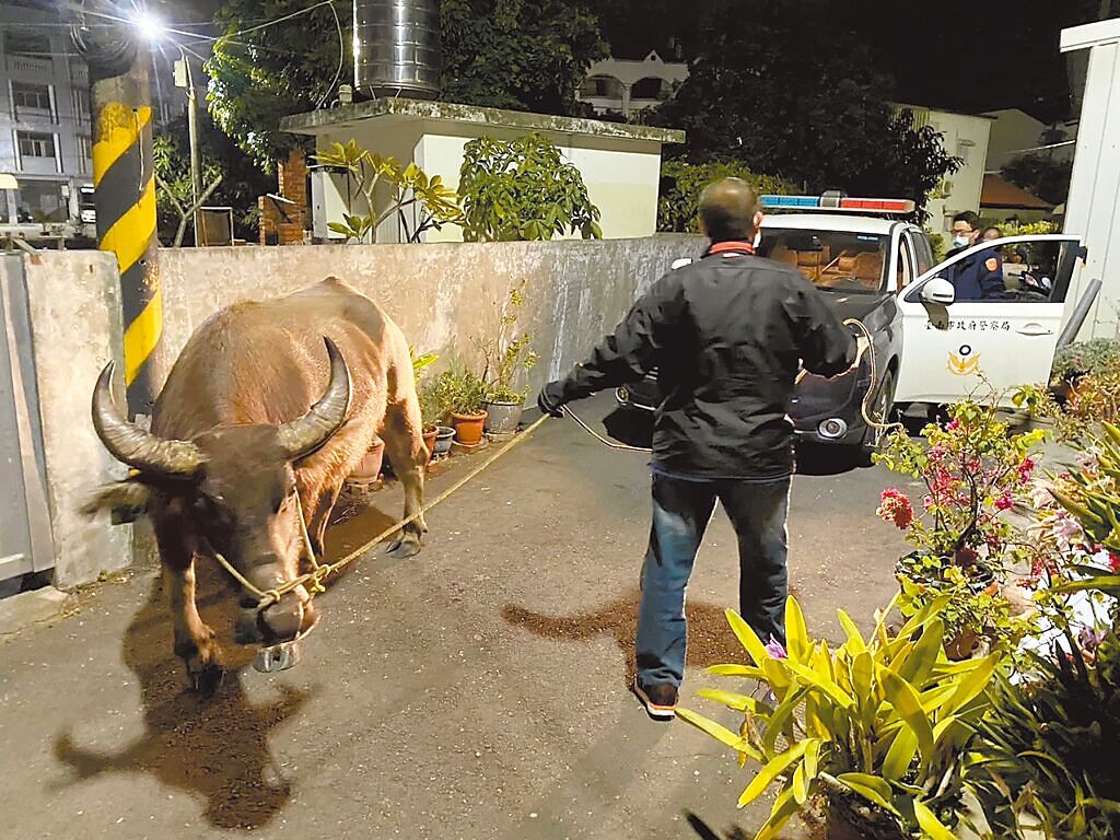 台南市警方牽回流浪街頭的大水牛。（摘自台南大小事臉書／程炳璋台南傳真）