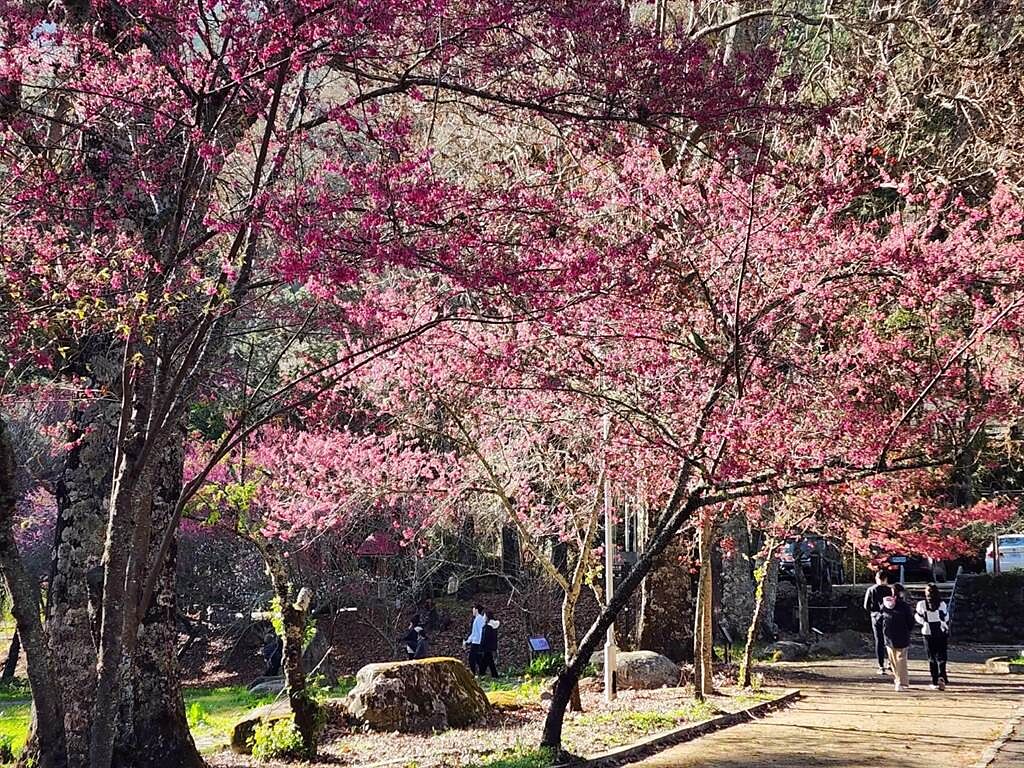 武陵農場櫻花季將於2月7日起跑，目前櫻花已陸續綻放。（武陵農場提供／陳淑娥台中傳真）