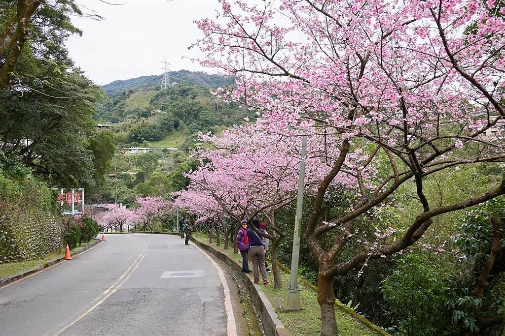一片櫻花海景致染上新烏路上的花園新城。（新北市農業局提供）