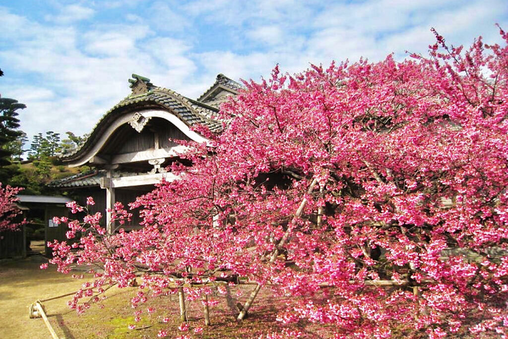鍋島邸旁盛開的緋寒櫻。　圖：長崎縣觀光連盟／提供
