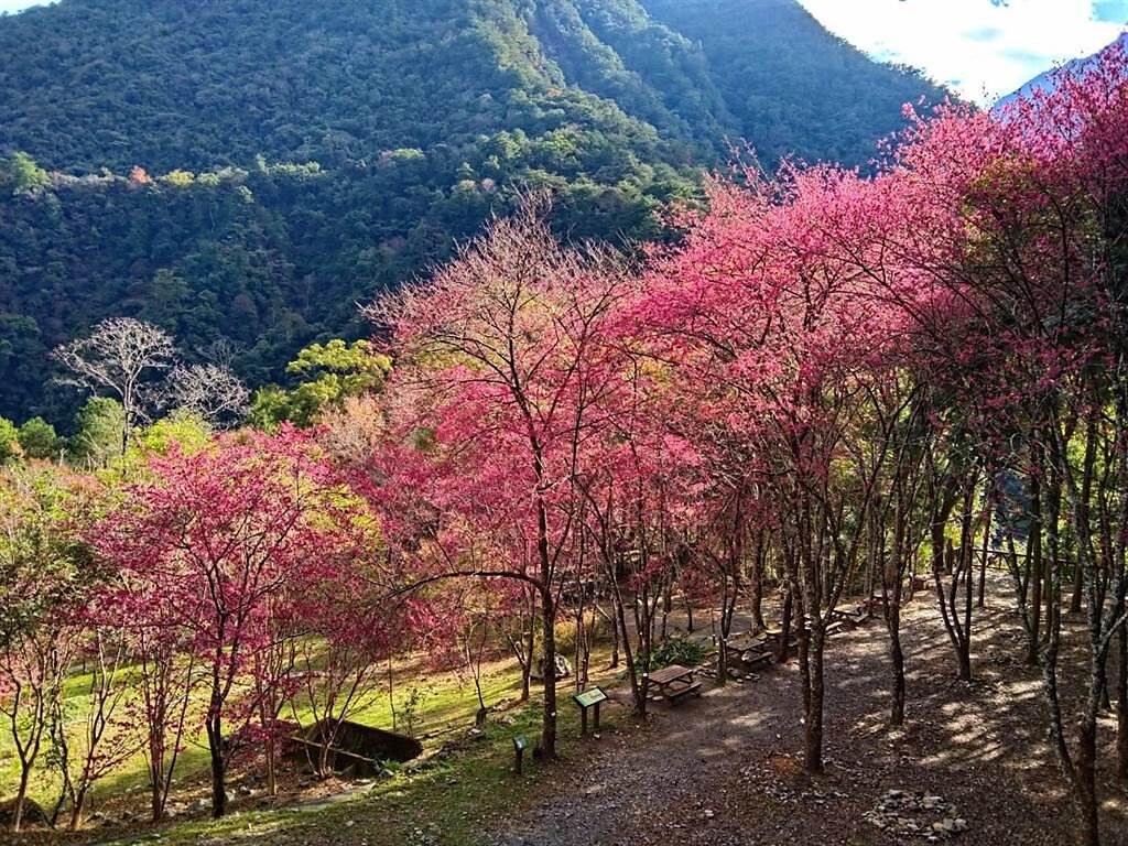 八仙山國家森林遊樂區櫻花粉嫩綻放中。(八仙山國家森林遊樂區提供)