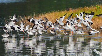 香山濕地迎來歷年最大水鳥群，共紀錄129種鳥類 連反嘴鴴也現蹤