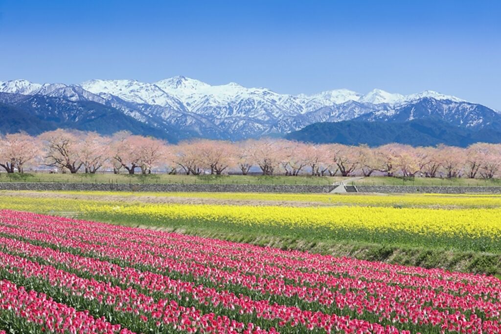 富山縣朝日町春季由花朵及高山組成的四重奏風景讓人一見難忘。　圖：朝日町／提供