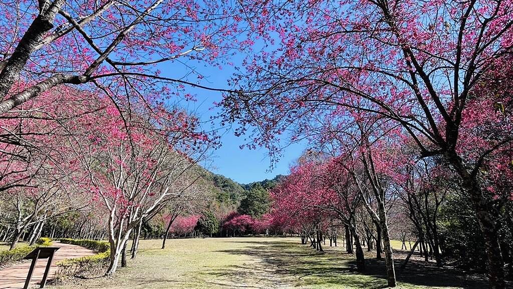 奧萬大園區櫻花園步道周邊的緋寒櫻正盛開，繽紛色彩美不勝收。（南投林管處提供／楊靜茹南投傳真）