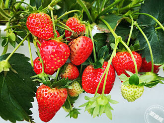 2023內湖草莓季開跑  台北有21家草莓園供選擇！