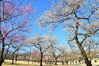 走進優雅梅林！日本神奈川300品種「溪流梅園」花開正美！