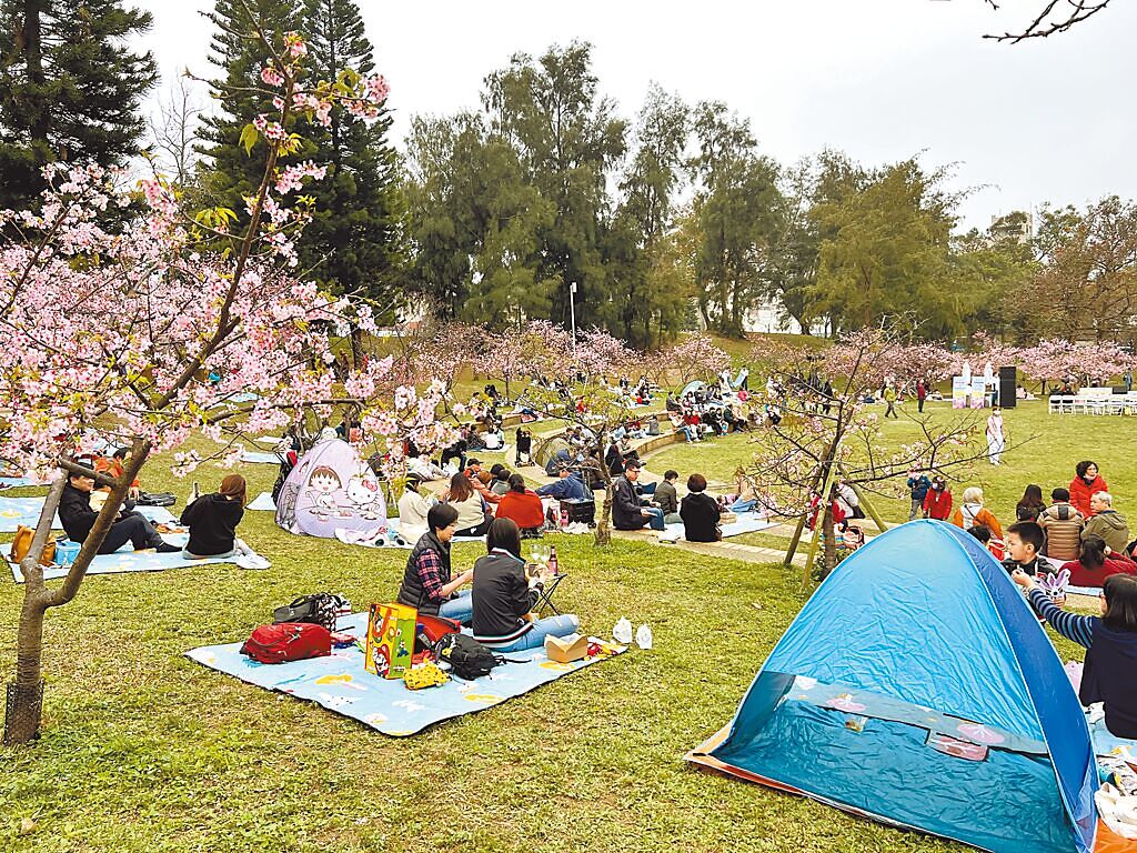 新竹市新竹公園櫻花近日盛開，民眾紛紛到新竹公園搶拍美照、逛櫻花市集、欣賞表演，還有上百組民眾在櫻花樹下野餐。（王惠慧攝）