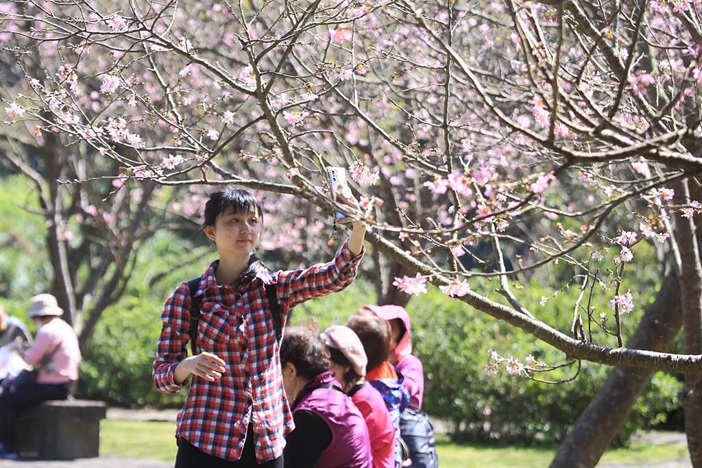 陽明山花季登場，將一路持續到3月19日，吸引許多民眾前來賞花，拍照留影。（張鎧乙攝）