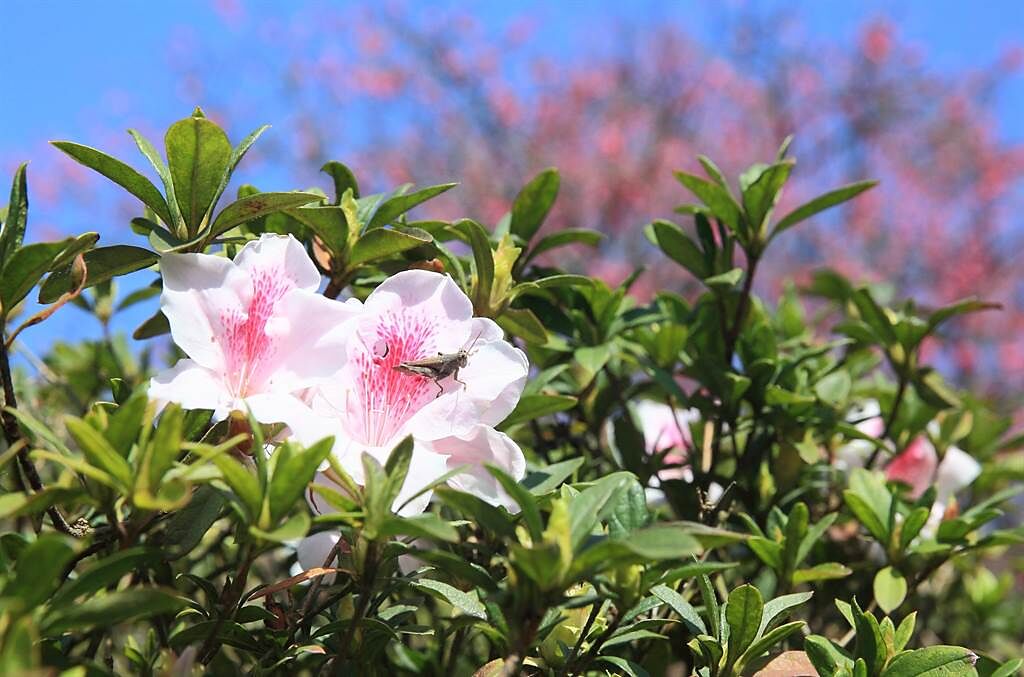 陽明山花季登場，其中平戶杜鵑也提早開花。（張鎧乙攝）