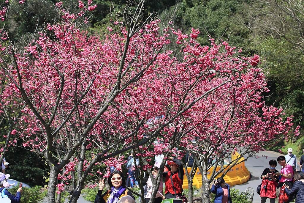 陽明山花季登場，許多民眾趁著好天氣上山 賞花、踏青。（張鎧乙攝）