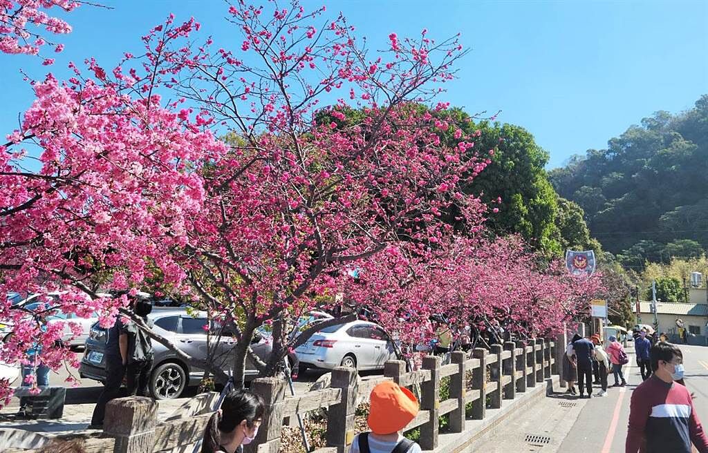 「泰安櫻花季」於18日柔美浪漫開跑，大甲警分局將加強交通疏導管制。（警方提供）