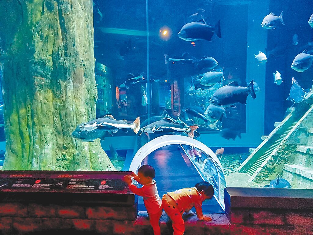 海底玻璃隧道可感受與魚群共游的樂趣，受到大小朋友喜愛。（陳韻萍攝）