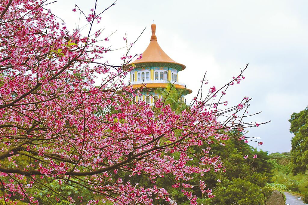 天元宮每年2到3月絕美的粉色花海，吸引人潮賞花。（福容大飯店提供）