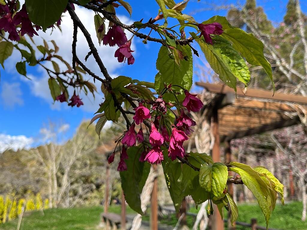 阿里山山櫻花。(林務局提供)