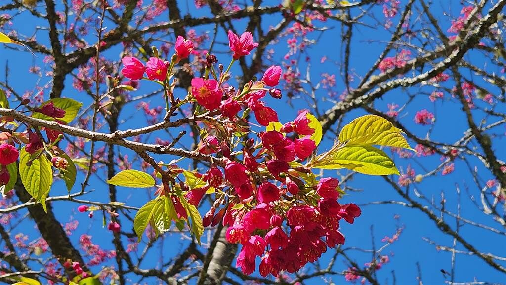 山櫻花為阿里山地區較早盛開的櫻花，2月上旬至3月中在山區怒放。（嘉義林管處提供／廖素慧嘉義傳真）