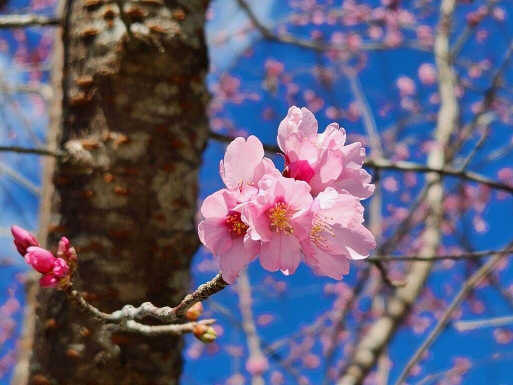 琉球山櫻花目前於阿里山工作站前、沼平公園盛開。（嘉義林管處提供／廖素慧嘉義傳真）