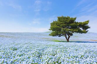 春天除了賞櫻 還有三種花也讓日本人為之瘋狂！