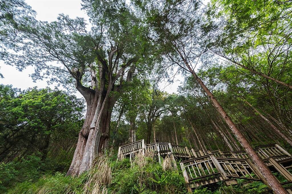 力麗馬告生態園區自然生態豐富，擁有全台最大闊葉林與檜木神木園。(力麗觀光提供)