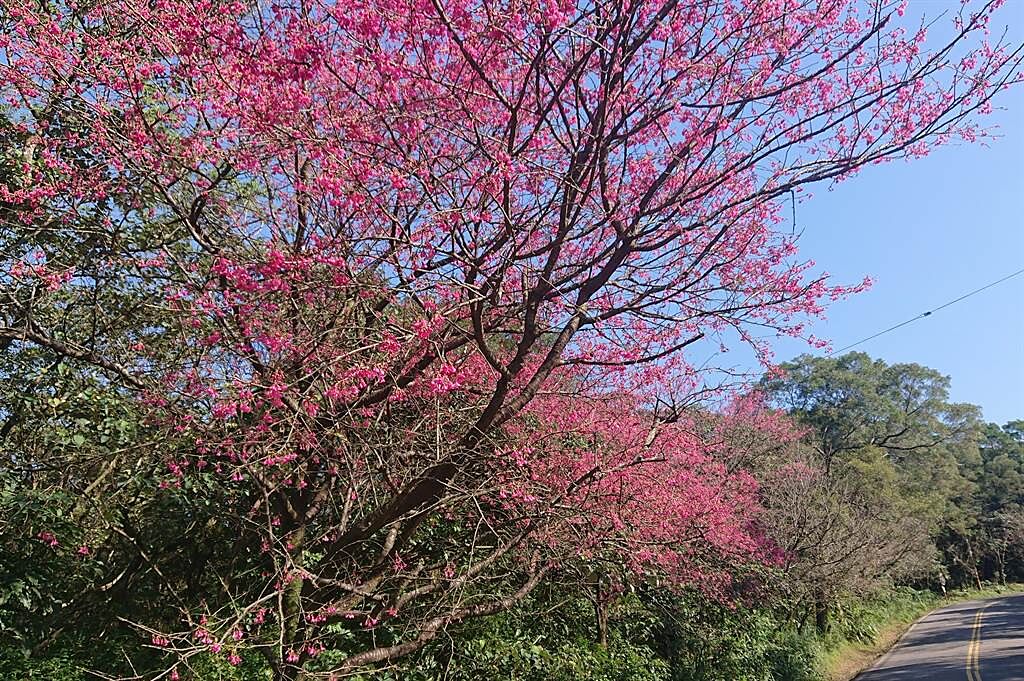 每年春暖花開的2至3月，三芝的櫻花正以粉嫩的花朵，迎接每個到來的遊客。(黃敬文翻攝)