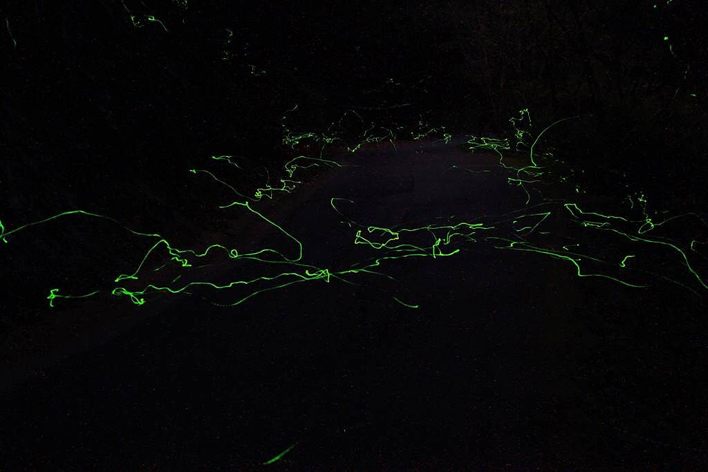 杉林溪復育冬季稀有的螢火蟲「神木螢」。（杉林溪提供／廖志晃南投傳真）