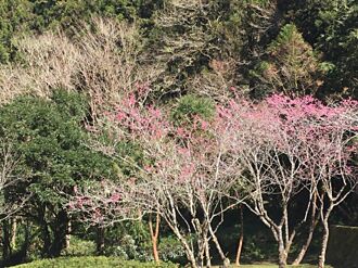 春遊力麗馬告生態園區  賞櫻、泡湯、神木森呼吸都滿足