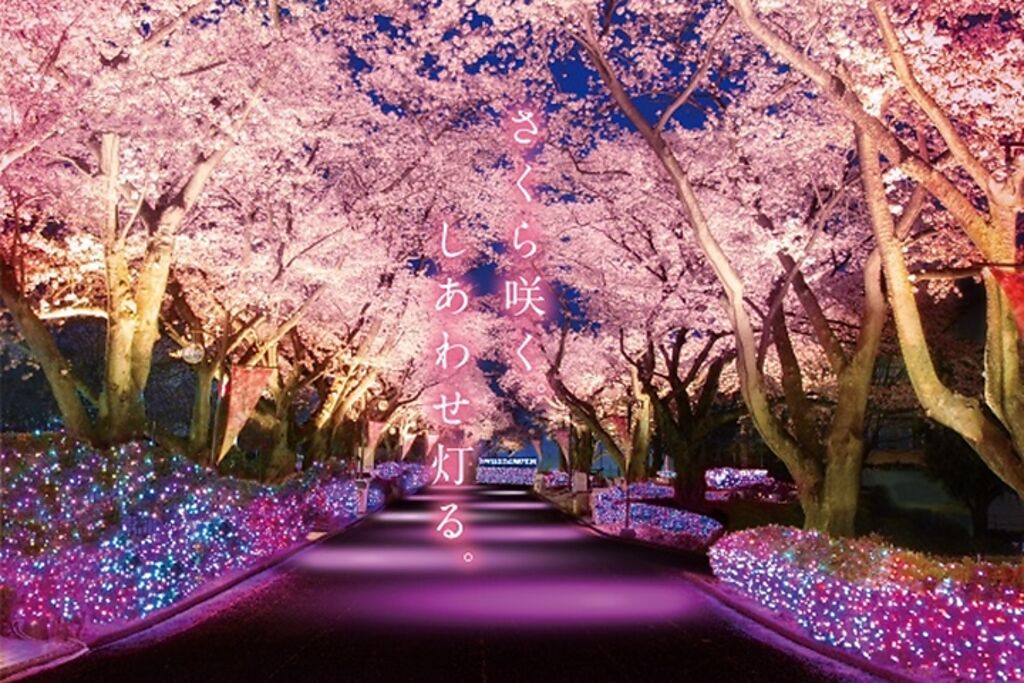 「夜櫻寶石燈飾秀」結合夜櫻與寶石般的燈光特效，呈現出浪漫夢幻氛圍。　圖：讀賣樂園／來源