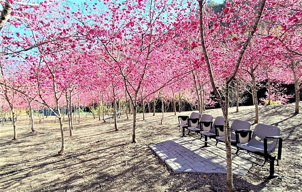 園區被八重櫻點綴得如粉色童話世界一般，恰逢賞櫻最佳時機。(茂管處提供/林雅惠高雄傳真)