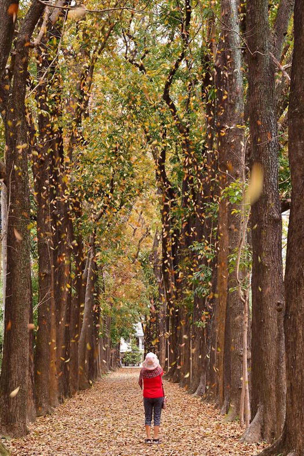 桃花心木正逢金黃浪漫的落葉期，紅黃色落葉漸漸降下林間步道，氛圍顯得詩情畫意，彷彿置身國外一般，是網美熱門打卡景點。(茂管處提供/林雅惠高雄傳真)