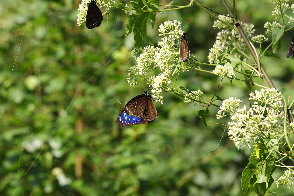 每年約10月至隔年3月，紫斑蝶會集中來到大武山麓的山谷來躲避寒冬。(茂管處提供/林雅惠高雄傳真)