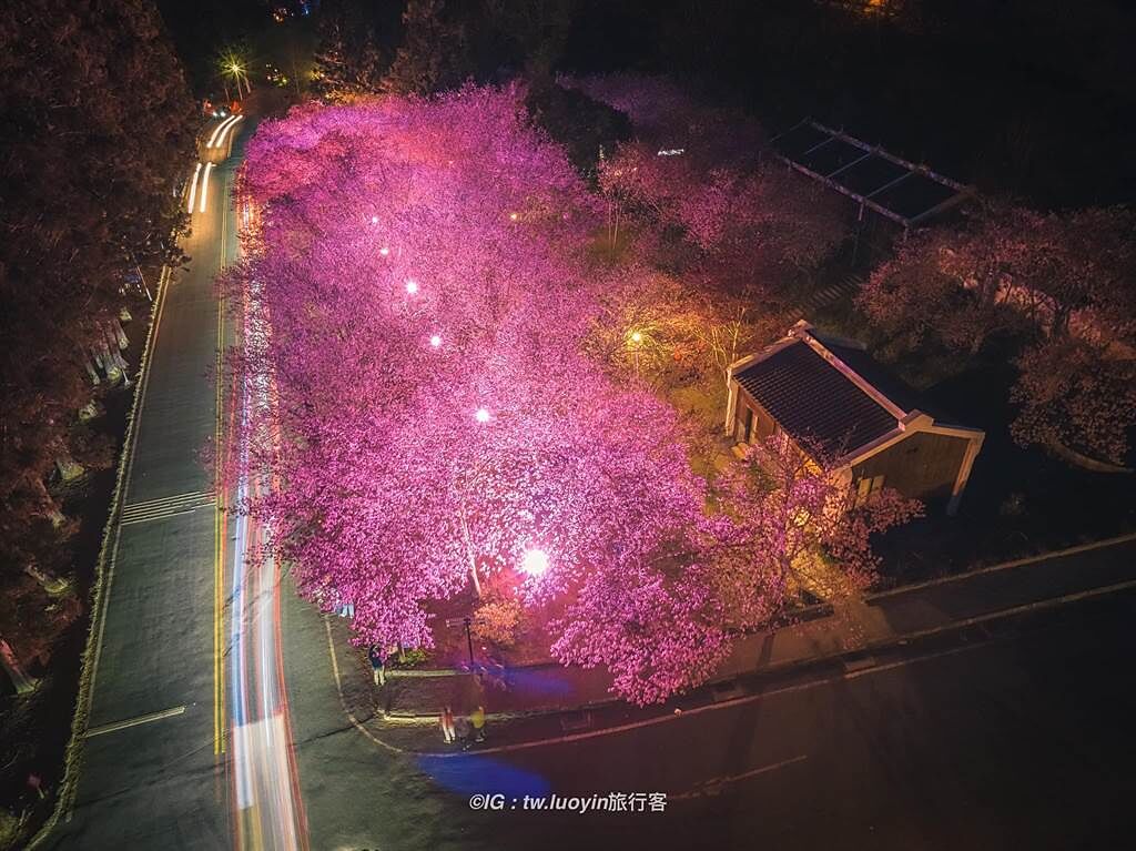 tw.luoyin旅行客影像工作室取得獨家視角，空拍武陵農場夜晚的櫻花林。（tw.luoyin旅行客影像工作室提供／吳建輝彰化傳真）