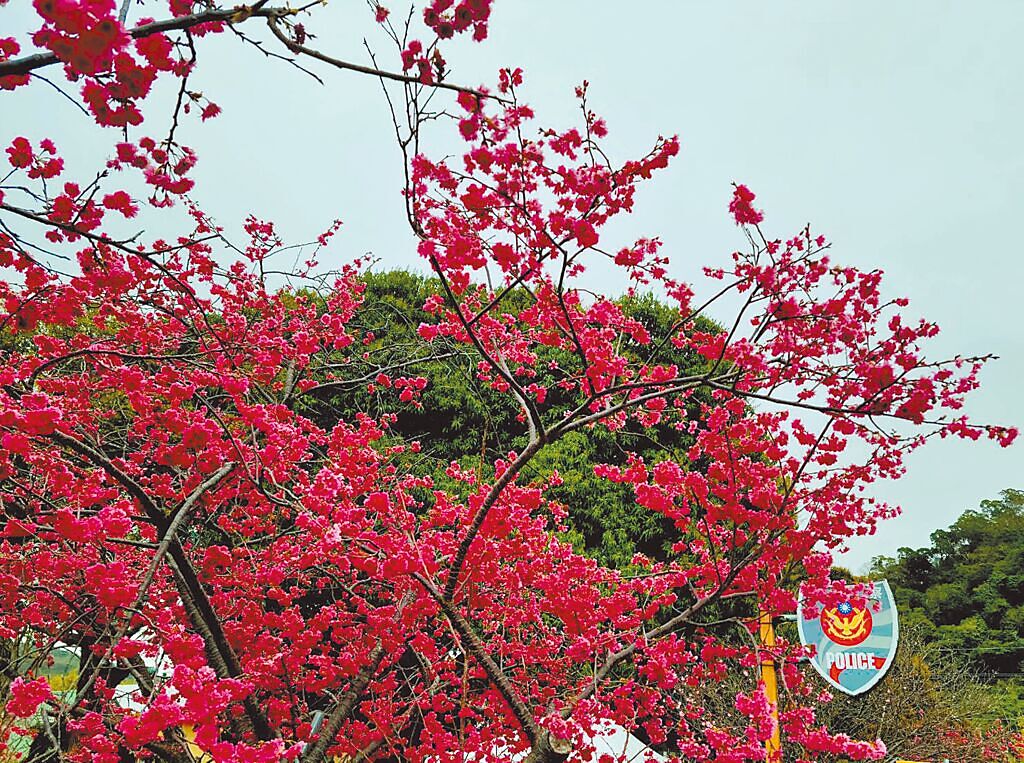 台中泰安派出所警徽與櫻花交織成浪漫畫面，贏得「最美警所」美名。（陳淑娥攝）