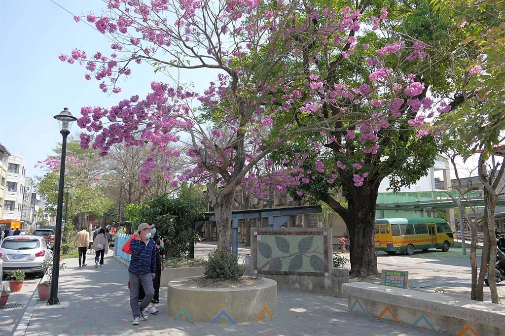 雲林縣北港南陽國小有1株粉紅風鈴木，花球特別繁密被譽為「花王」。（張朝欣攝）
