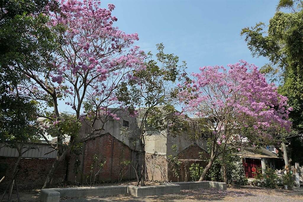 雲林縣北港警分局旁分局小公園粉紅風鈴木盛開，是在地賞花祕境。（張朝欣攝）