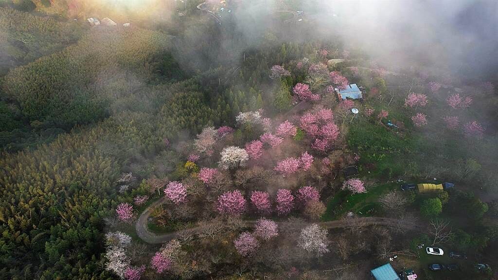 喜歡攝影的張維倫，透過空拍機留下櫻花盛開的美景。（張維倫提供／邱立雅竹縣傳真）