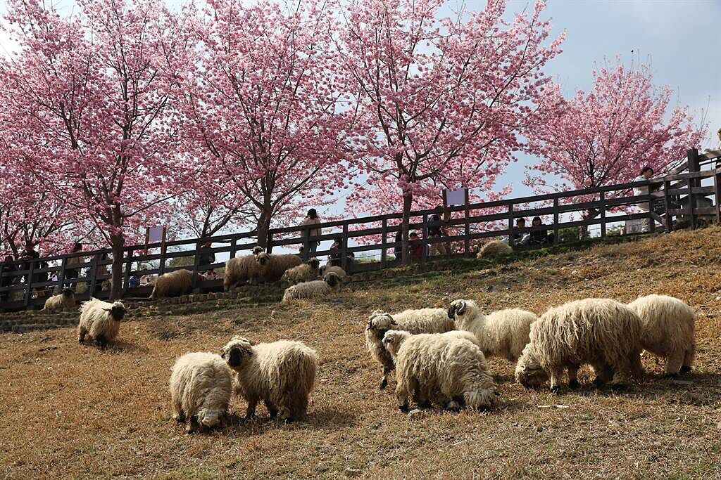 清境農場青青草原的富士櫻滿開，呆萌的「笑笑羊」瓦萊黑鼻羊穿梭櫻花樹下吃草。（清境農場提供／楊靜茹南投傳真）