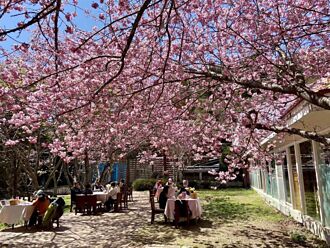 清境農場富士櫻滿開 搭櫻花商機推春日宴、野餐趣