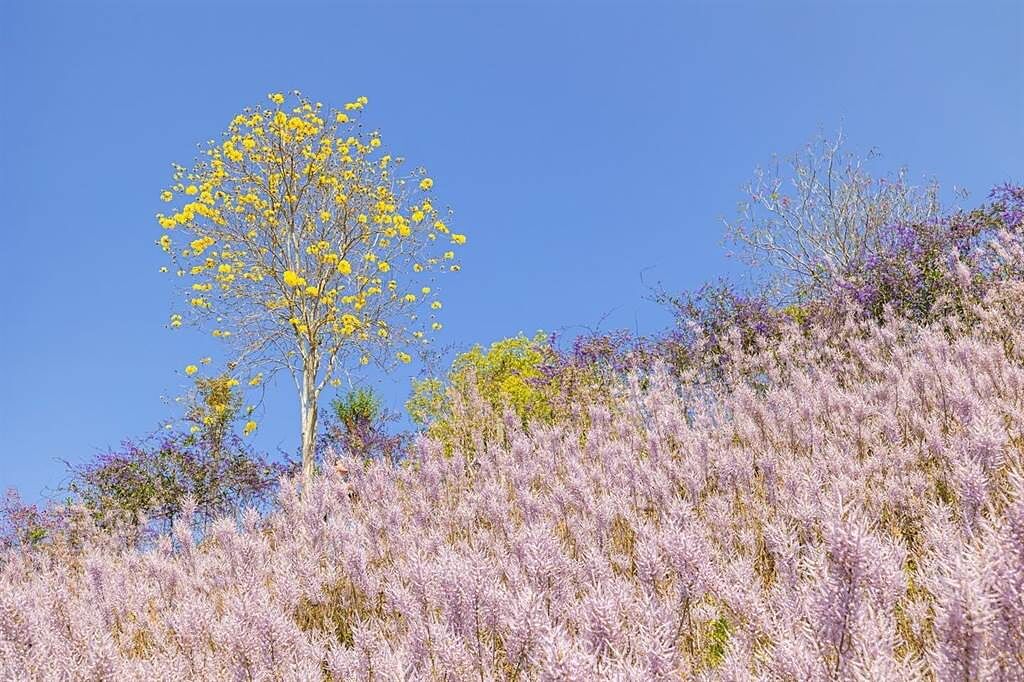 粉紅山丘上的黃花風鈴木盛開時，粉紫與豔黃強烈對比，十分療癒。（南投縣政府提供／楊靜茹南投傳真）