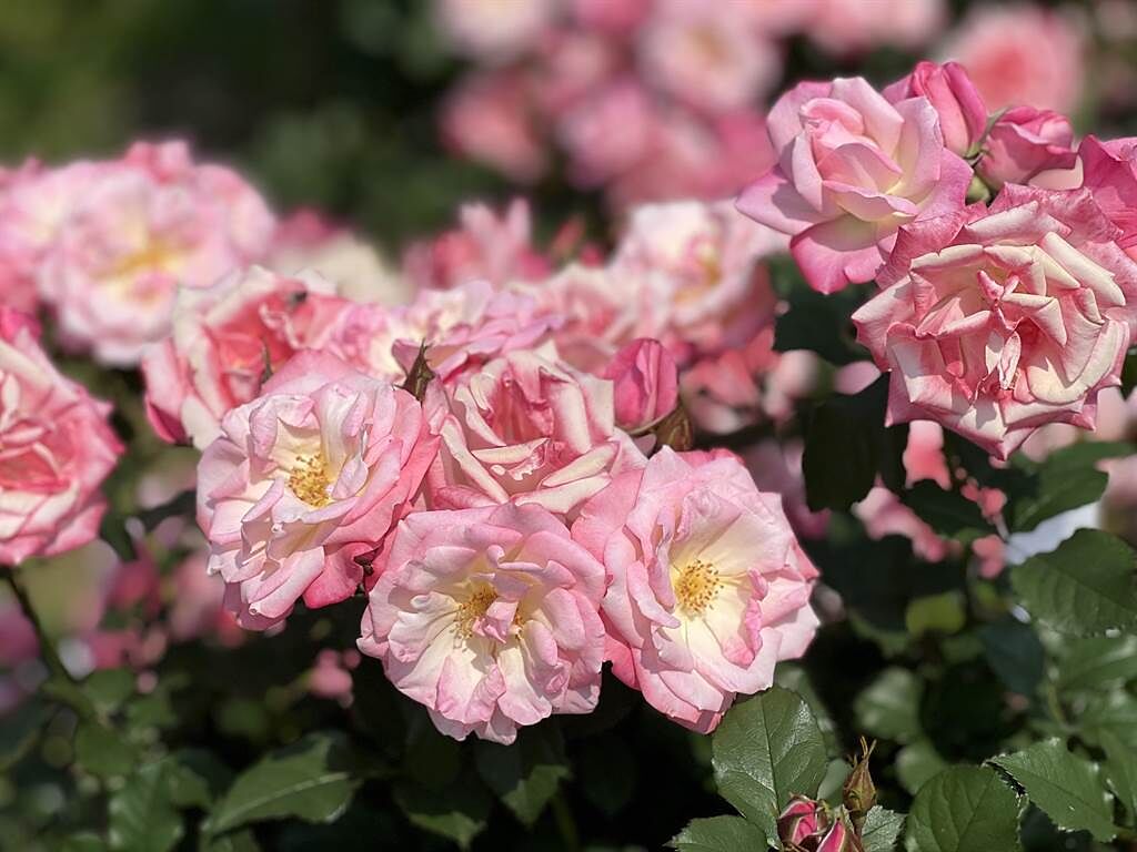 台北玫瑰園是全台灣玫瑰數量及品種最多的景點，展出高達800多種的玫瑰品種。（李奇叡攝）