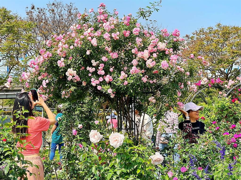 2023台北玫瑰展「玫好幸福」開幕式今熱鬧舉行。（李奇叡攝）