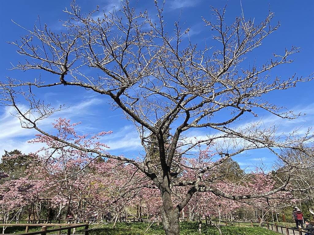 阿里山森林遊樂區櫻王染井吉野櫻預估3月下旬盛開。（廖素慧攝）