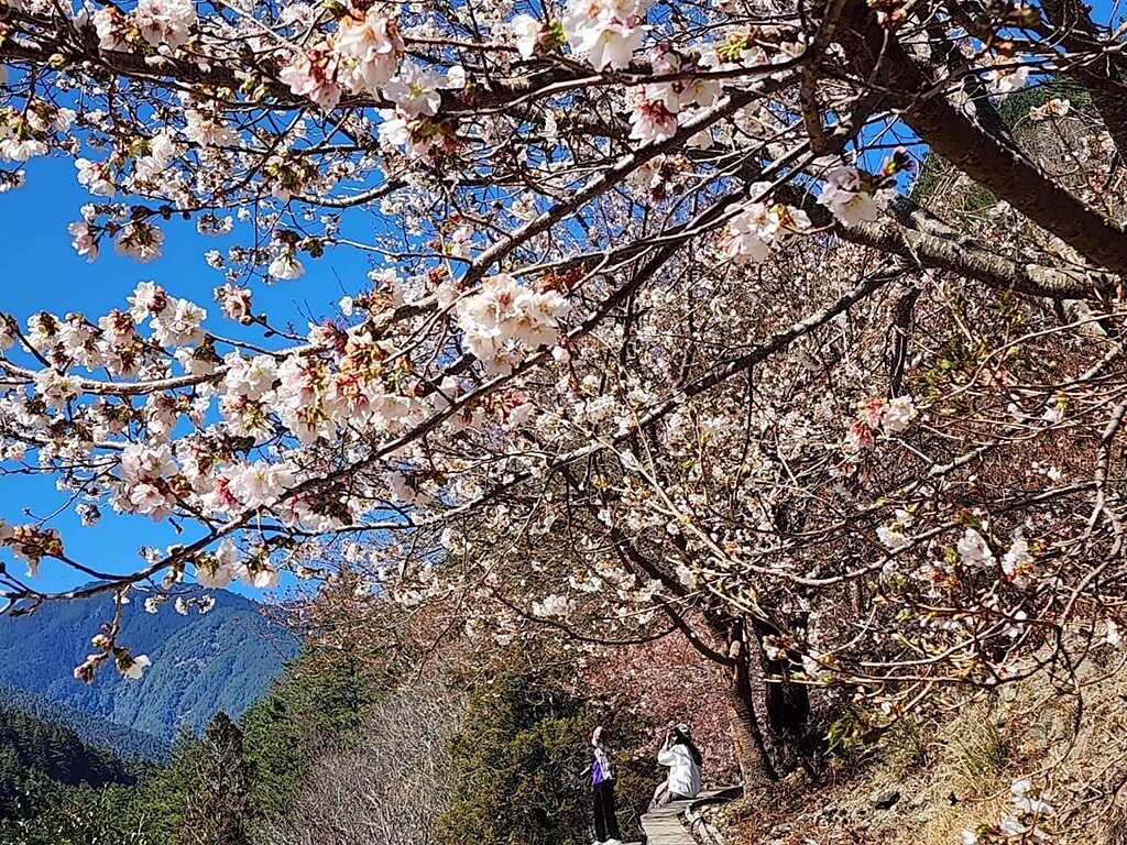 武陵農場白色系櫻花陸續盛開中，彷彿在迎接浪漫節日到來。（武陵農場提供）