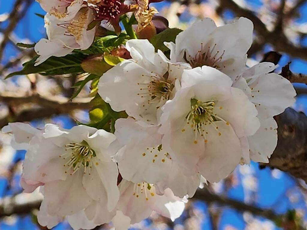 武陵農場白色系櫻花陸續盛開中，彷彿在迎接浪漫節日到來。（武陵農場提供）