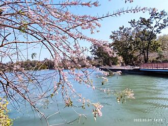 賞櫻免去日本 澄清湖花海大爆發  「這三種」媲美櫻花