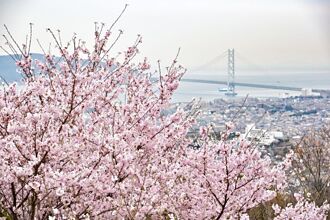 賞櫻前線 / 神戶和洋風情賞櫻秘境 7大櫻花場景大公開