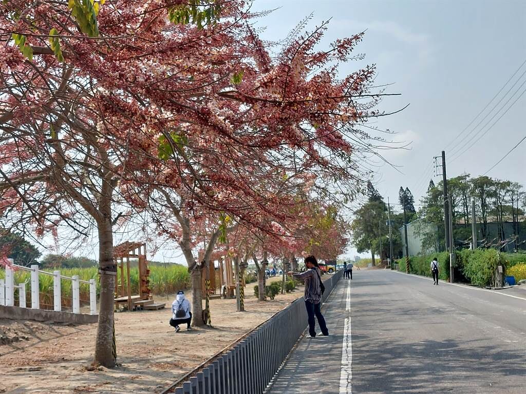 3月是台南市西港金砂里花旗木的花季，目前開花近5成。（西港區公所提供／張毓翎台南傳真）