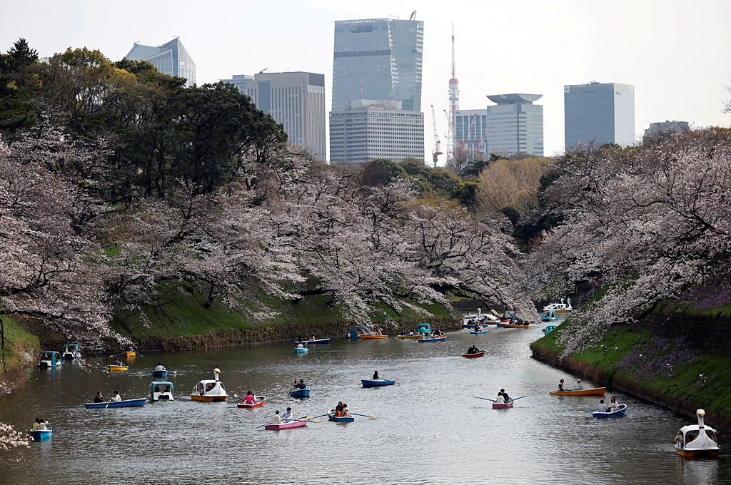 日本正值櫻花季，圖為22日東京千鳥淵公園有許多民眾划船賞櫻。（路透）