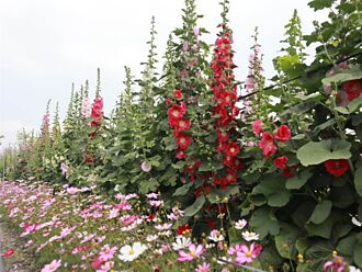 彰化「巨人的花園」繽紛盛放 2萬株蜀葵花交織花陣迷宮